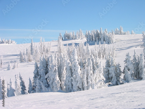snowy trees on cuddy mountain, idaho