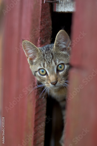 grey cat peeking
