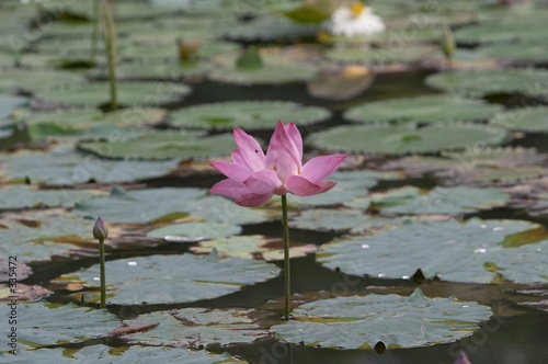 lotus flower