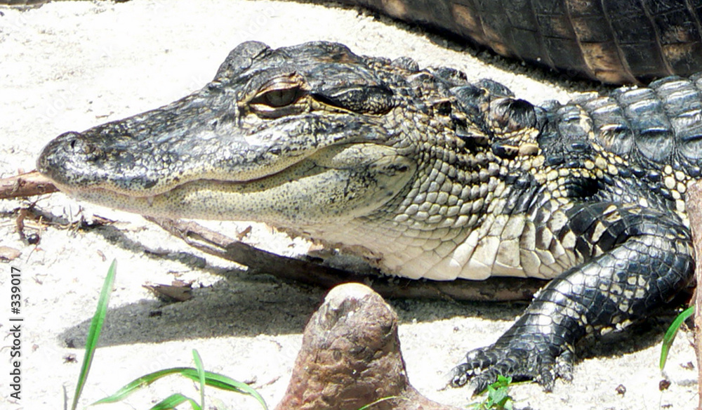Obraz premium alligator