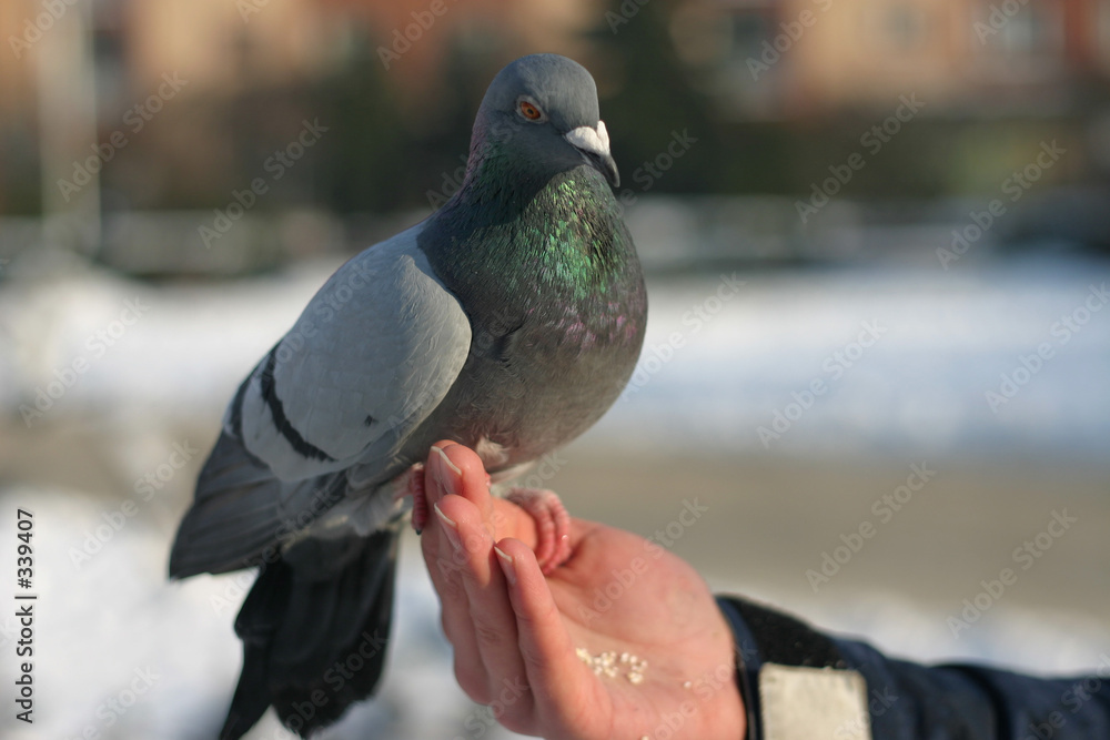 Photography pidgeon