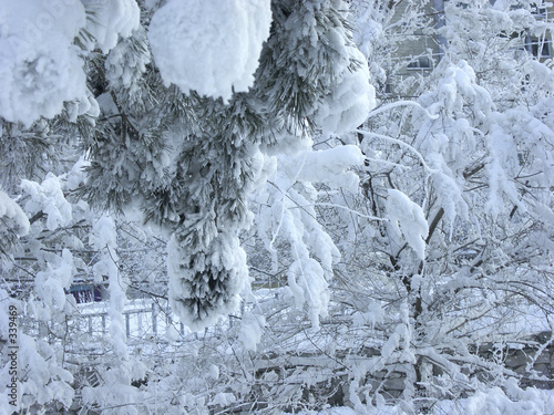 the ice fir
