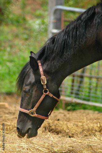 Εκτύπωση καμβά feeding time