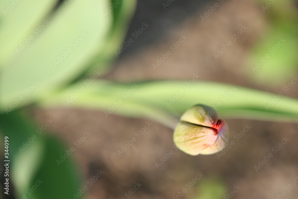 tulip. almost tulip. almost