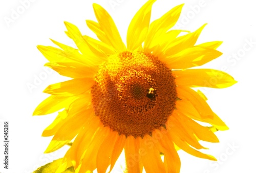 bumble bee on sunflower