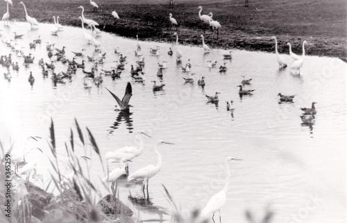 birds