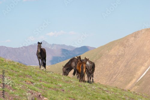 horse group photo