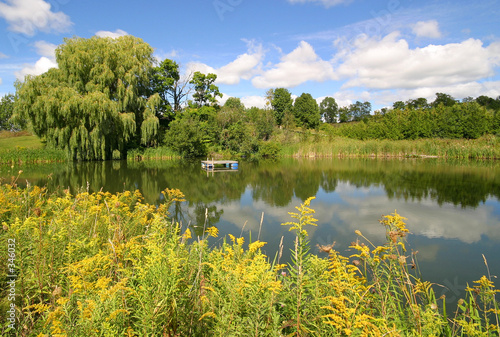 willow pond