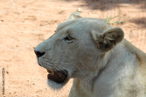 white lioness photo