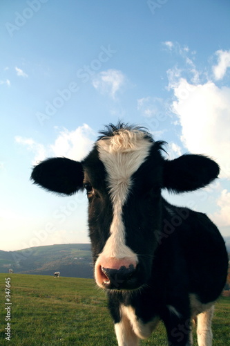 cow in a pasture
