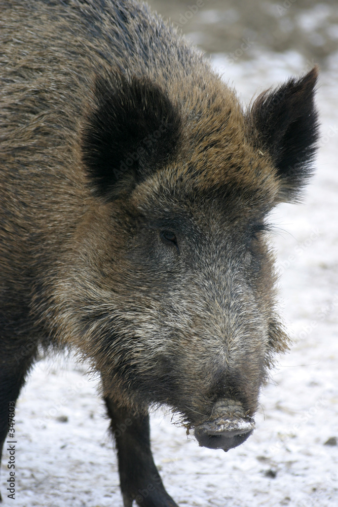Fotografie wildschwein