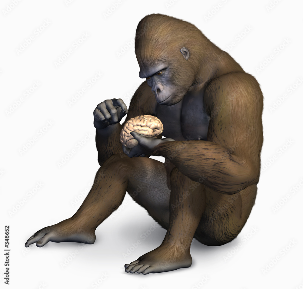 Φωτογραφία gorilla inspecting human brain