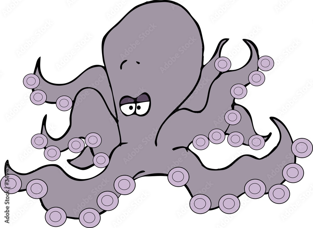 octopus octopus