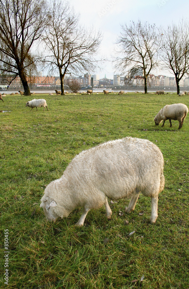 stadt, land, fluss stadt, land, fluss
