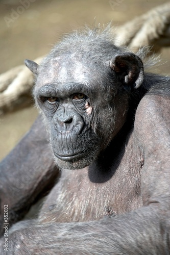 chimpance5895