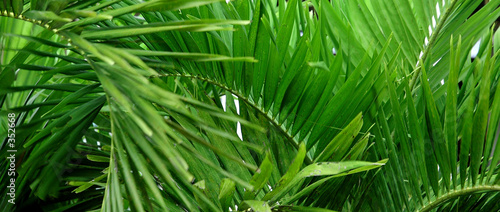 palm_closeup5