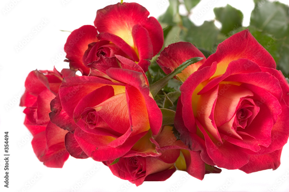 red rose (pride of kenya) red rose (pride of kenya)