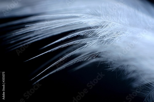 white feather 3