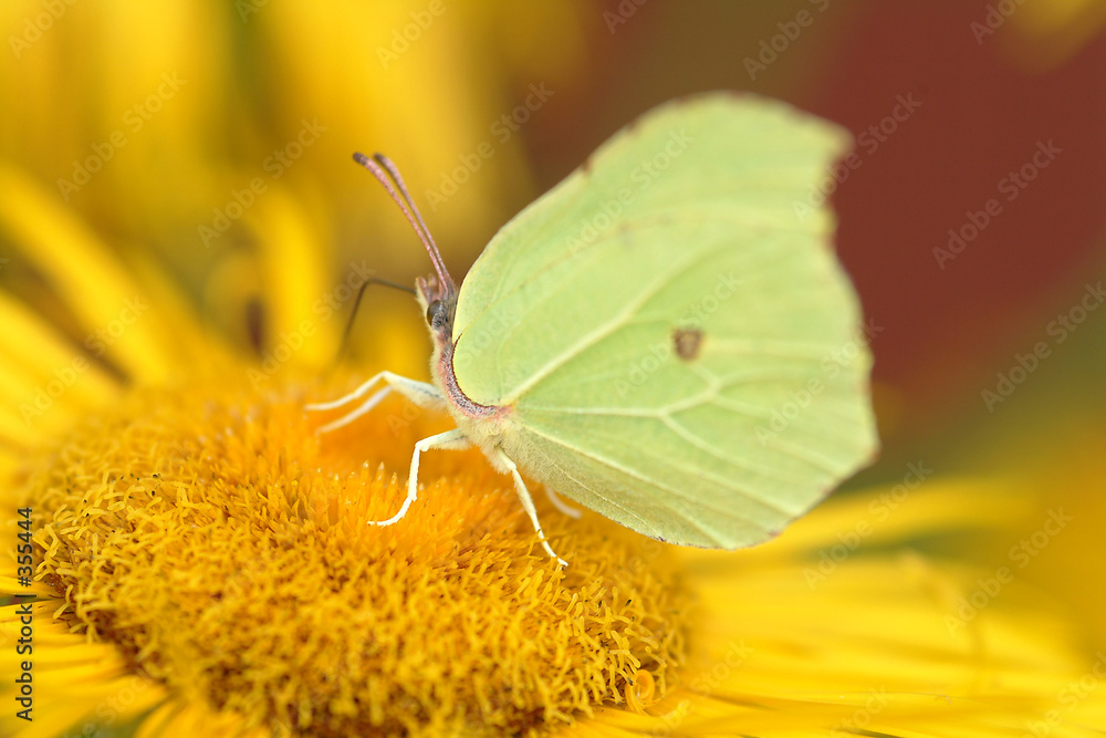 Obraz premium schmetterling 3