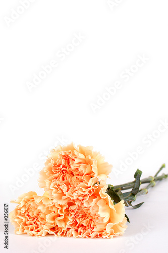 carnations lying down  upright view 