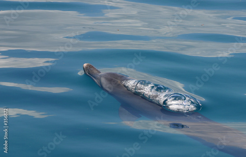 dolphin coming up for air