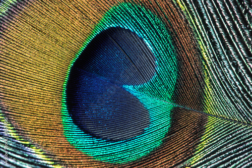 peacock feather closeup #2