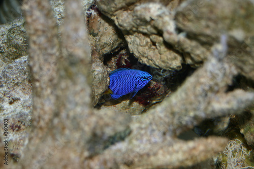 blue damsel fish
