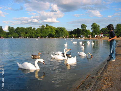 swans in hyde park