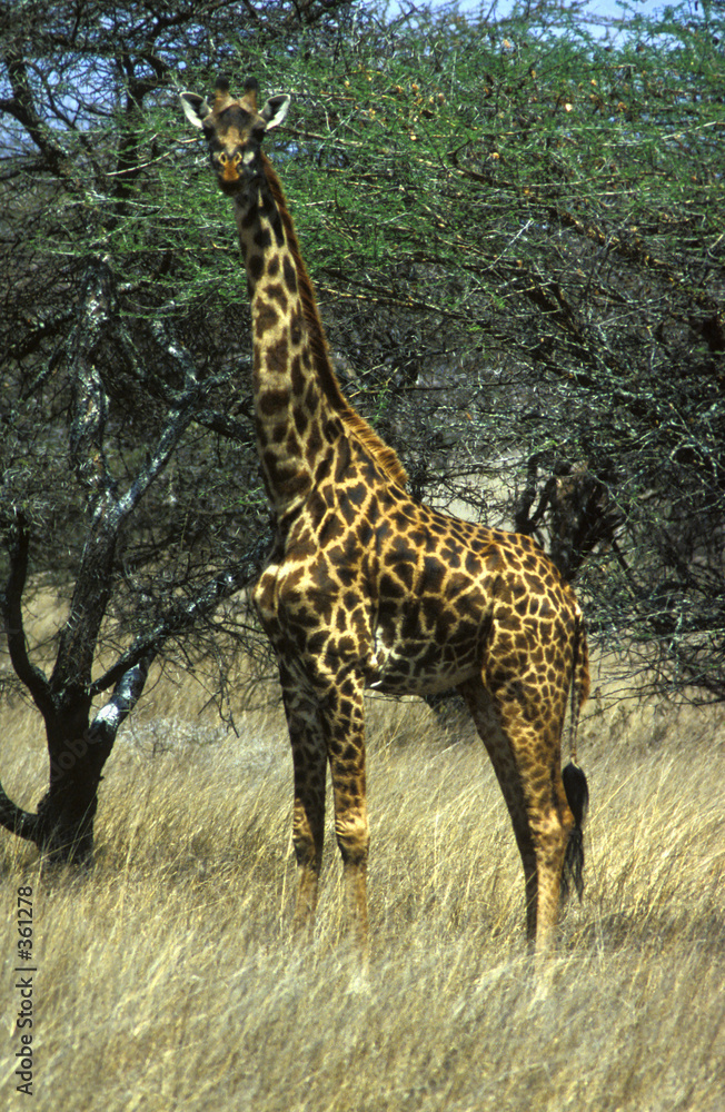 Obraz premium giraffe