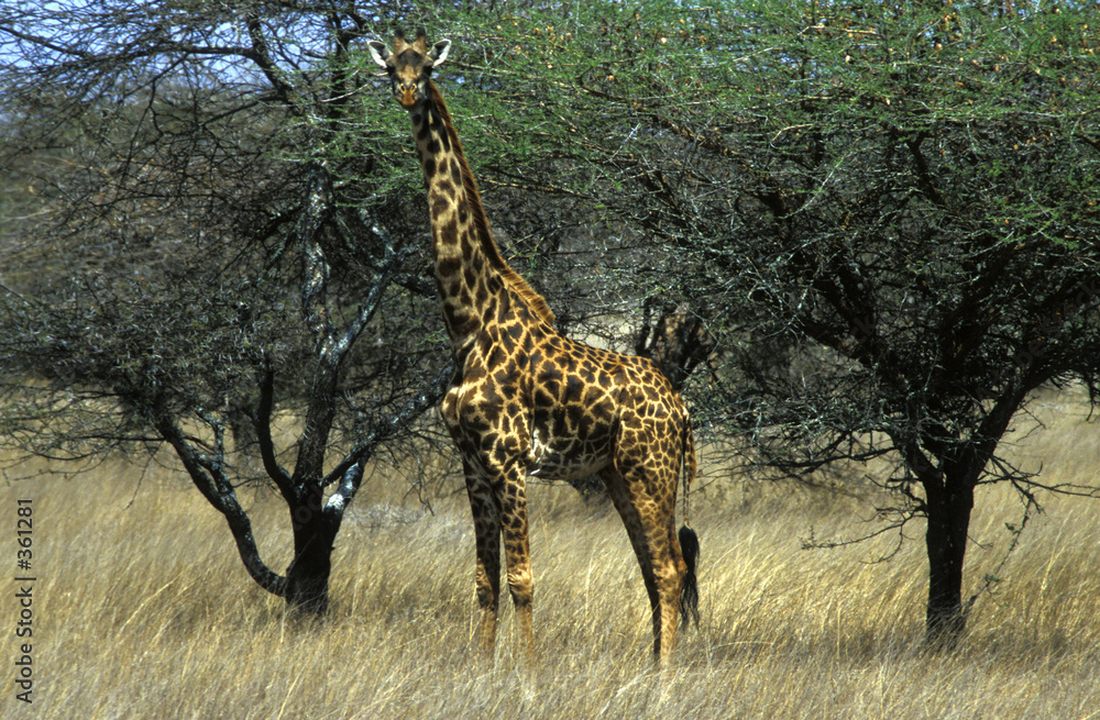 Obraz premium giraffe