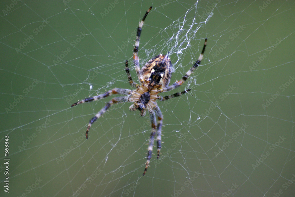 kreuzspinne kreuzspinne