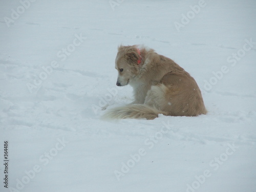 snow dog 1