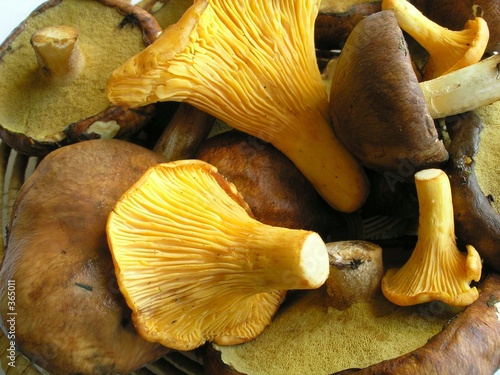 allsorts mushrooms.