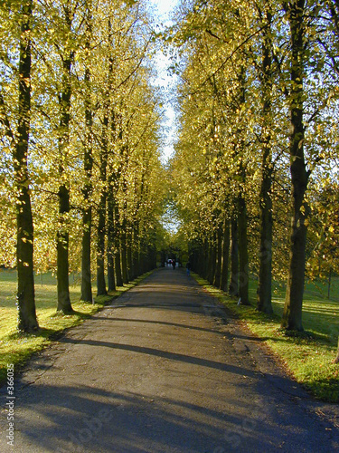 tree-lined road
