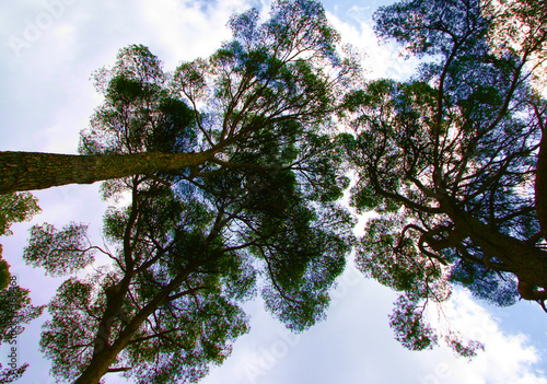 calanques trees photo