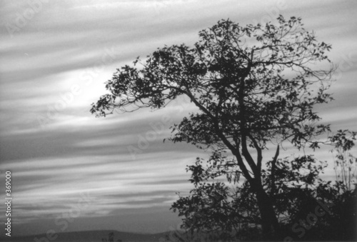 tree at sunset