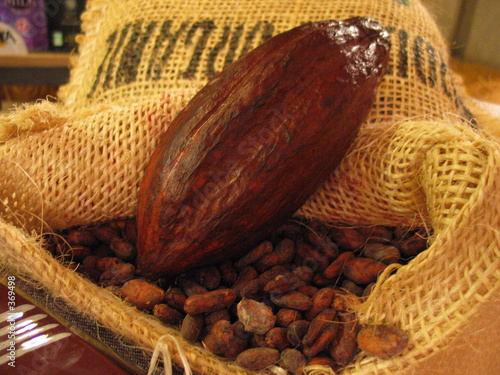 cabosse cacao