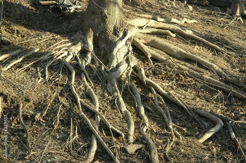 roots