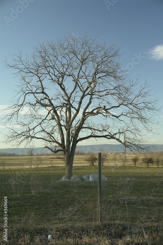 Fotografie tree