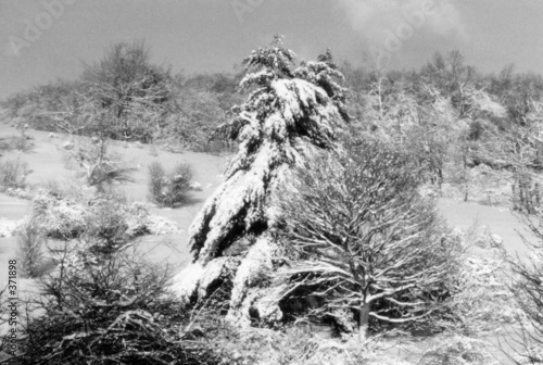winter splendor