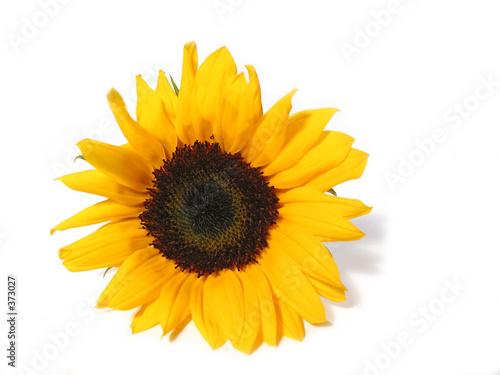 sunflower white background