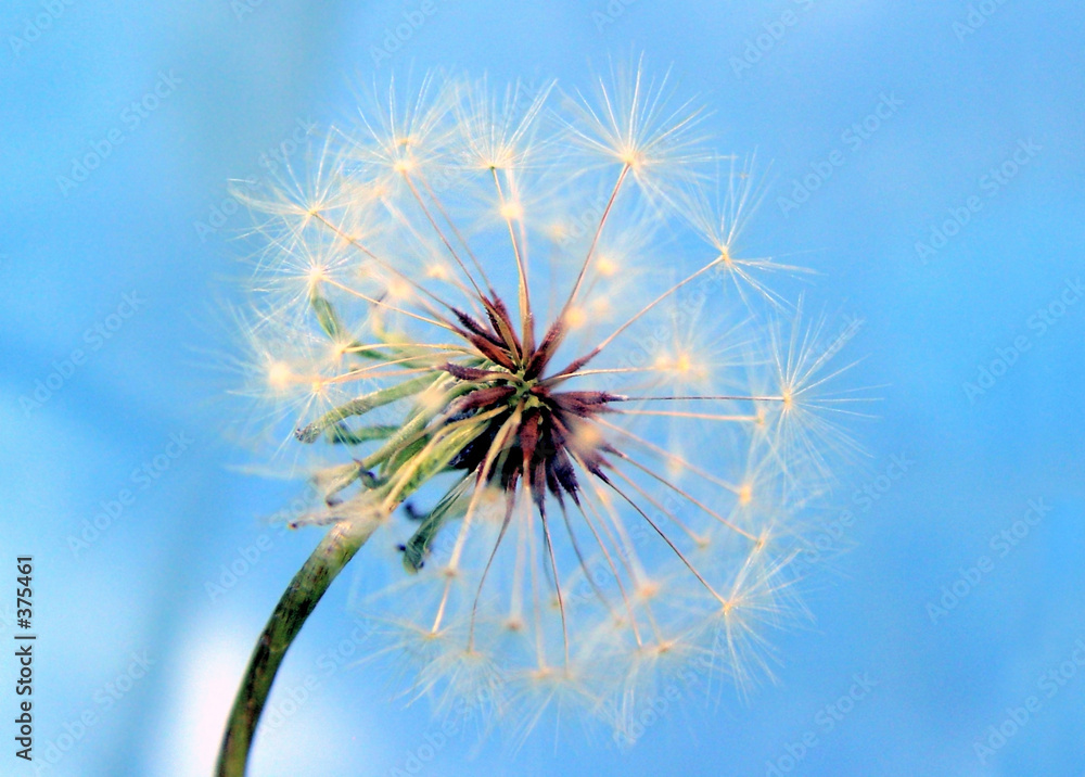 a dandelion against the blue background