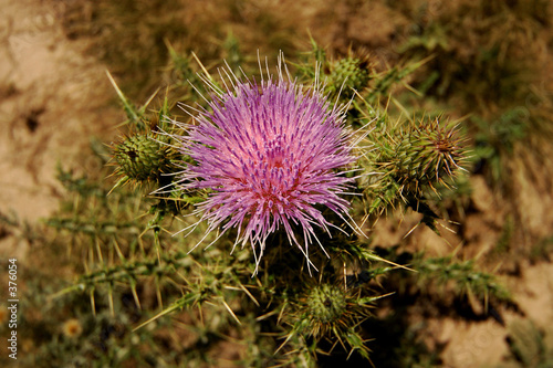 thistle flower in new mexico