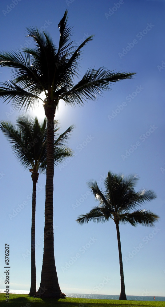 three palm trees at the beach
