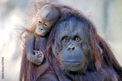 mother and child (orangutans)