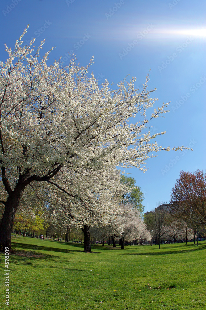 blooming tree in the park blooming tree in the park