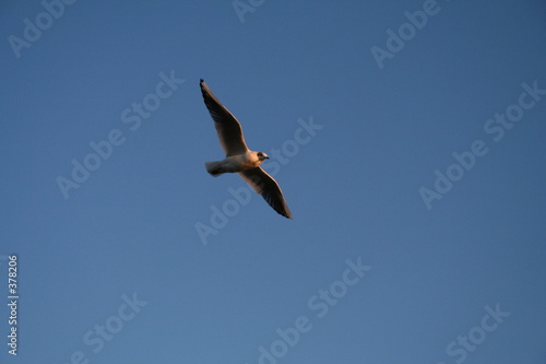 seagull