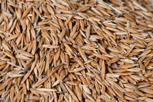 avena0041