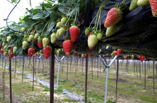 fresas6613