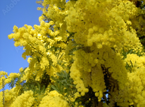 mimosas